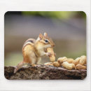 Recherche de tamia tapis souris Nature