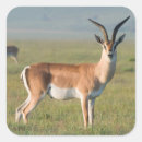 Suche nach gazelle aufkleber Farbbild