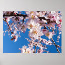 Suche nach baumblüten poster Rosa