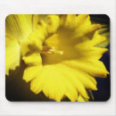 Recherche de jonquilles tapis souris Floral