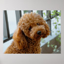 Recherche de standard poodle posters Animal