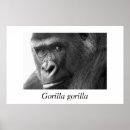 Suche nach schwarzer affe poster Natur