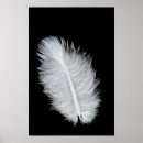 Suche nach vogelfedern poster Makro