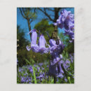 Suche nach bluebells postkarten Pflanze