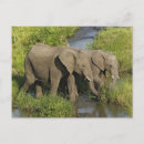 Recherche de masai mara cartes postales Adam jones