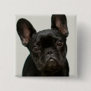 Suche nach französische bulldoggen buttons Fotografie