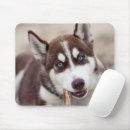 Recherche de husky tapis souris Chien des neiges