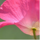 Recherche de fleur photo sculptures Nature