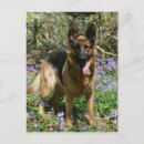 Suche nach deutscher schaferhund postkarten Foto