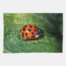 Recherche de coccinelle cuisine linges Animal