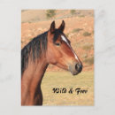 Recherche de mustang cartes postales Chevaux