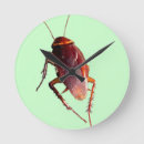 Recherche de bizzare horloges Insecte