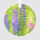 Suche nach lupinen ornamente Lila