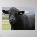 Suche nach rind poster Weide