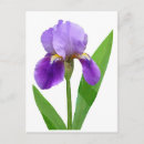 Recherche de iris pourpre et blanc Jardin