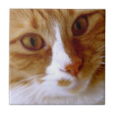 Recherche de chaton mignon carreaux Animal de compagnie