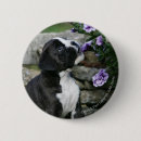 Recherche de boxeurs de badges Brindle