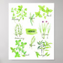 Suche nach kraut poster Aquarell