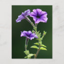 Recherche de var cartes postales Fleur