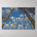 Recherche de forêt posters Hiver