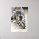 Suche nach eidechse poster leinwandbilder Schwanz