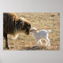 Suche nach ziegen poster Wild