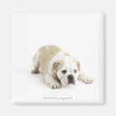 Suche nach bulldoggen magnete Hunde