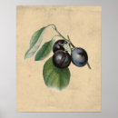 Suche nach vintage natur illustration poster Botanisch