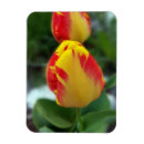 Suche nach tulpe magnete Gelb