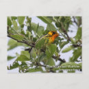 Suche nach freier vogel postkarten Natur