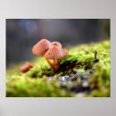 Suche nach flechten poster Pflanze