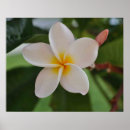 Suche nach plumeria poster Foto
