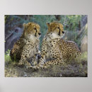 Suche nach coole katze poster Fotografie