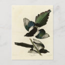 Recherche de pie cartes postales Oiseau