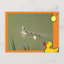 Recherche de canards sauvages cartes postales Pour tous