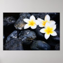 Suche nach frangipani poster Weiß
