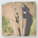 Suche nach afrikanischer elefant untersetzer Farbbild