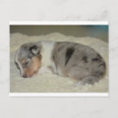 Recherche de merles cartes postales Chien