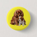 Recherche de cavalier king charles spaniel badges Chiot