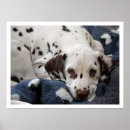 Recherche de chiot dalmatien posters Dalmate