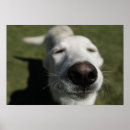 Suche nach weißer labrador retriever poster Schwarz