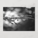 Recherche de pinecone cartes postales Arbre