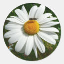 Recherche de white daisy autocollants Floral