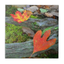 Suche nach herbst blätter fliesen Orange