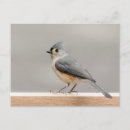 Recherche de tireur cartes postales Oiseau
