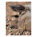 Suche nach lustiges schwein poster Tier
