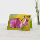 Suche nach rosa orchidee karten Fotografie