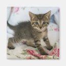 Recherche de photos de chaton magnets Photo de l'animal