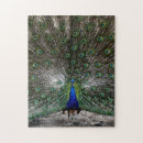 Recherche de paons puzzles Pour elle