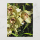 Recherche de cymbidium cartes postales Orchidée